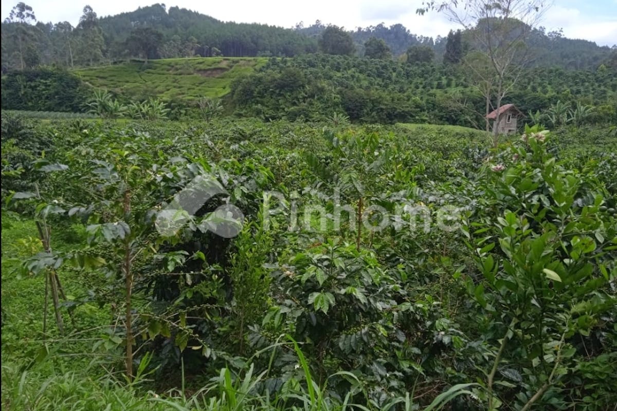 similar property dijual tanah komersial kebun kopi siap panen di cibodas - 3